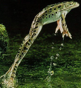 saut-de-grenouille--a.jpg