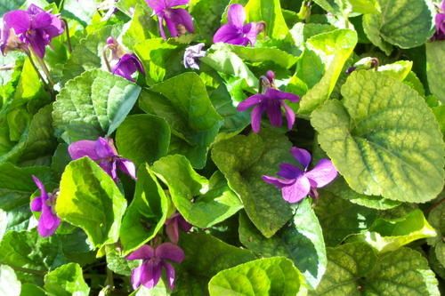 viole.jpg