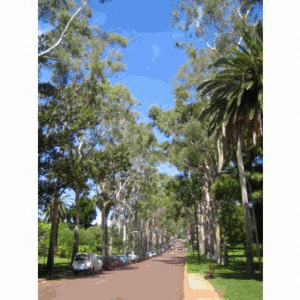 KingsPark33.gif