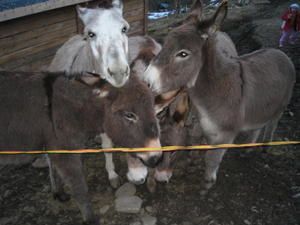 IMG_1020.JPG