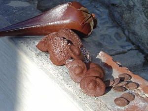 tarteau-citron--madeleines-choc-007.jpg