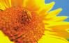tournesol-copie-1.jpg