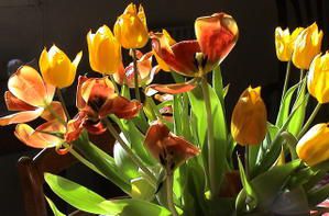 tulipes-fan-es.jpg