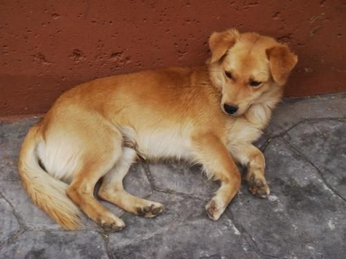 ea-chien-s.jpg