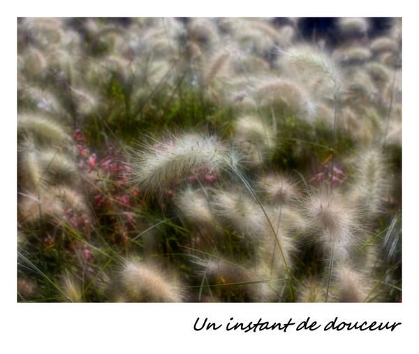 Fleurs de Marcoussis