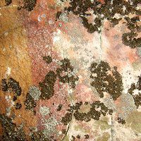 texture pierre champignon