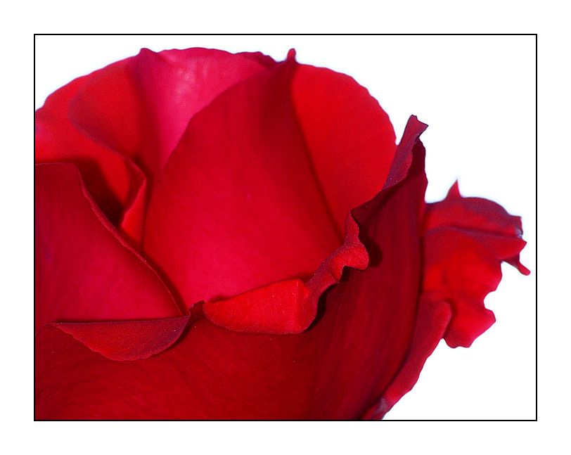 Nuage parfumé rosier rouge au parfum puissant