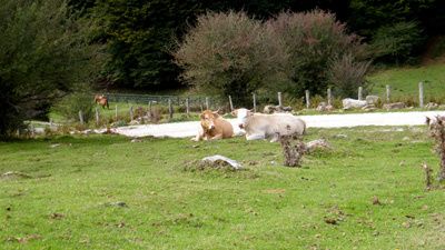 04.vaches pottoks.jpg