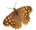 papillon-decoupe100pencheg