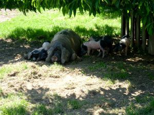 07.porc basque