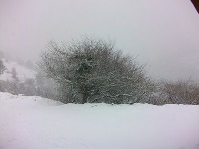03.arbre sous neige