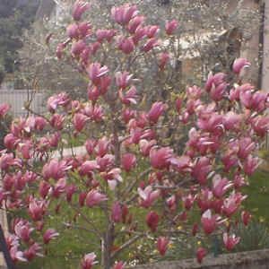 magnolia small