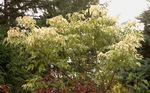 Acer_negundo_Flamingo_.jpg