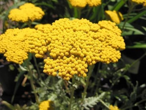 Achillea-Coronarius-gold--Small-.jpg