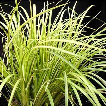 Acorus-gramineus-Ogon.jpg