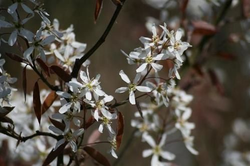 Amelanchier-Lamarckii--Small-.jpg