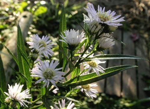 Aster-nb-Ada-Ballard--Small-.jpg