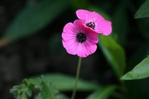 Geranium-Cinereum-splendens--Small-.jpg