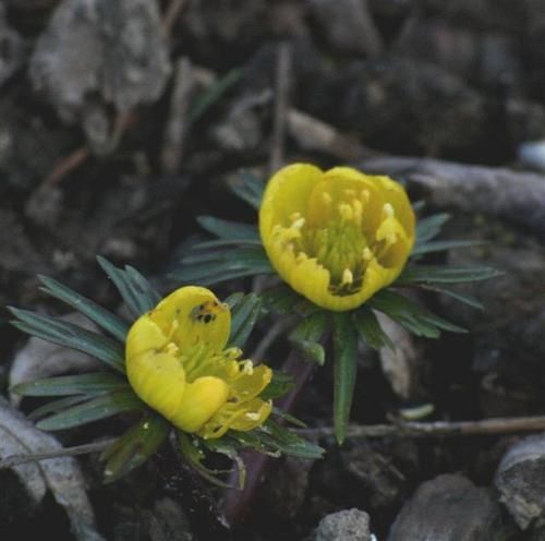 Heranthis-hiemalis--Small-.jpg