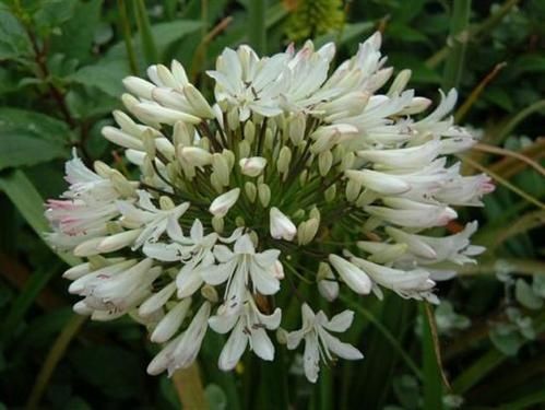 agapanthus-Campanulatus-albus--Small-.jpg
