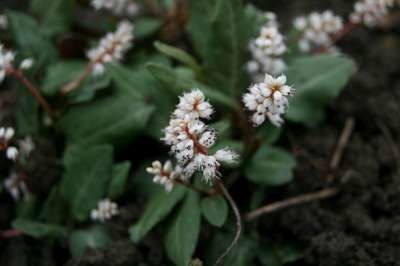 Persicaria tenuicaulis-400