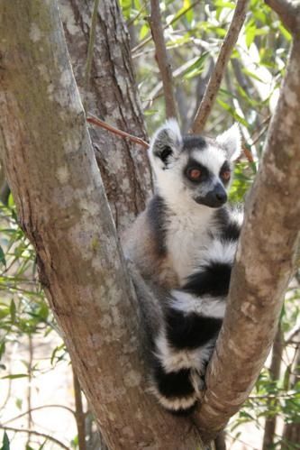 Rencontre madagascar tananarive