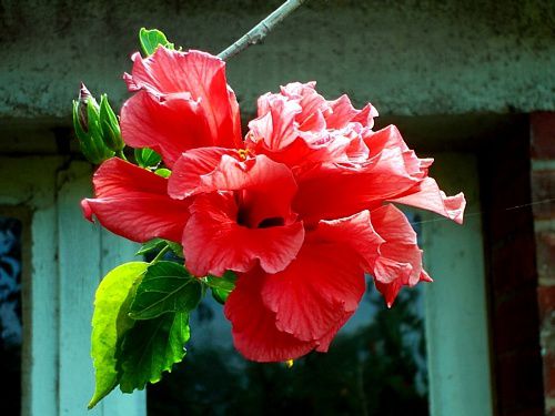 fleur d'hibiscus, été