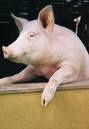 porc.jpg