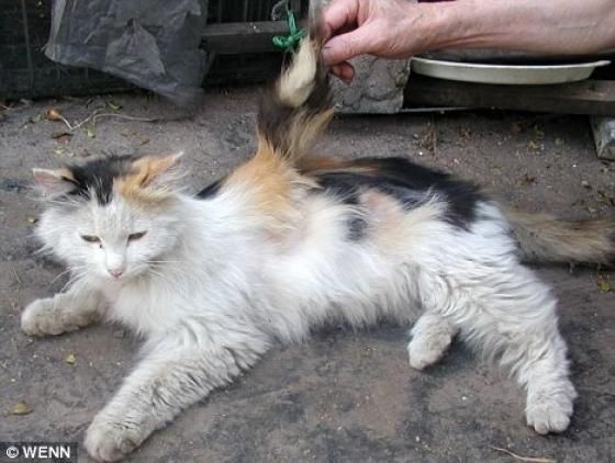 date chaleur chat