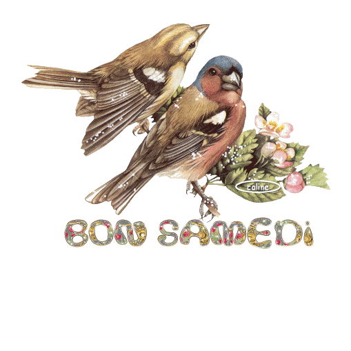 bon-samedi-oiseaux.gif