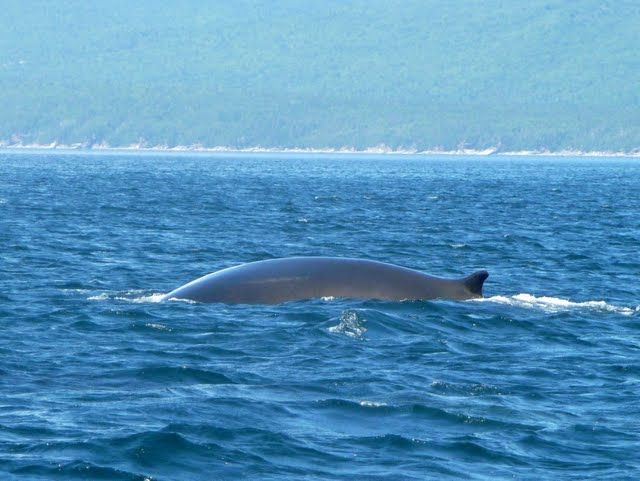 rencontre baleine canada