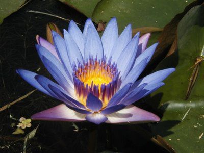 fleur-lotus-parc-ha-vietnam-445489.jpg