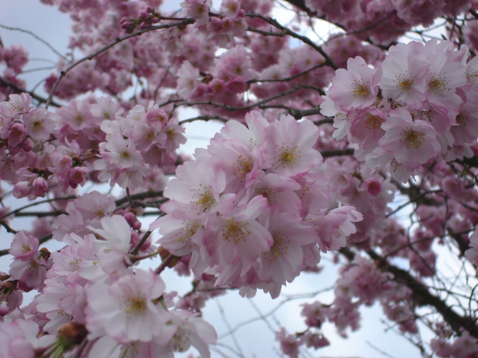 Fleurs d'un cerisier du Japon Fleurs d'un cerisier du Japon