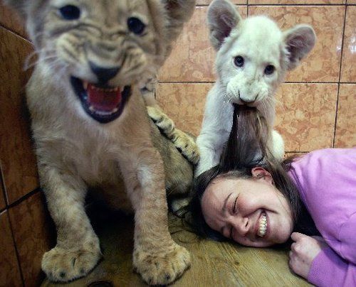 Un petit lion blanc joue avec la gardienne de zoo Un petit lion blanc joue avec la gardienne de zoo