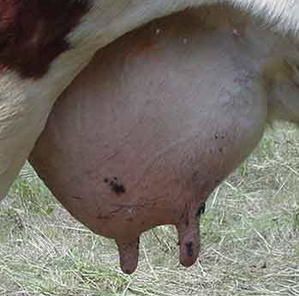 vache-pis.jpg