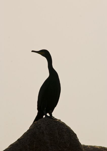 cormoran-huppe-cOlivier-Bonnenfant.jpg