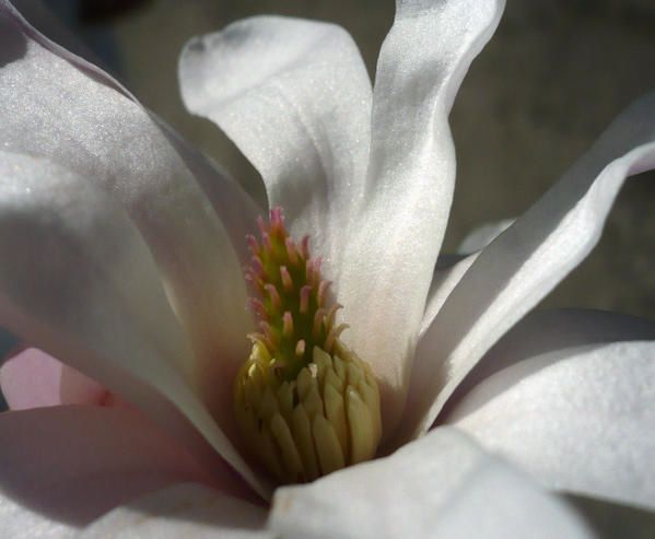 magnolia stellata