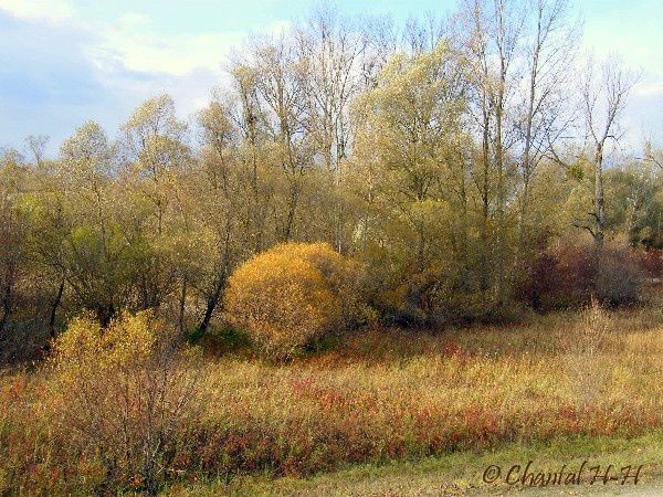 nature-automne_600.JPG