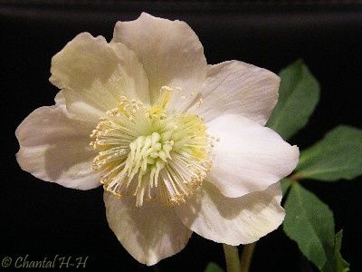 helleborus-_3567.jpg