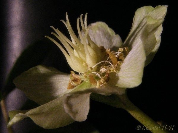 helleborus_600_3835.jpg