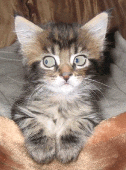 6khnad2.gif