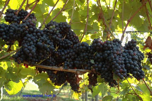 Navarrenx---vignes.jpg