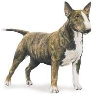 Miniature-Bull-Terrier