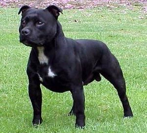 staffie.jpg