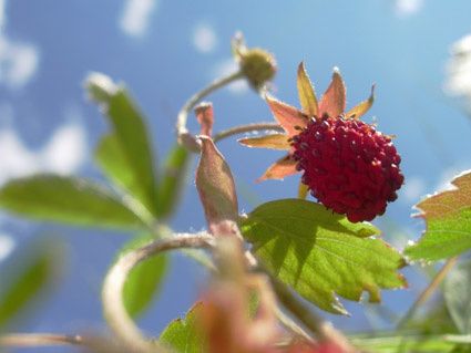 fraise-page.jpg