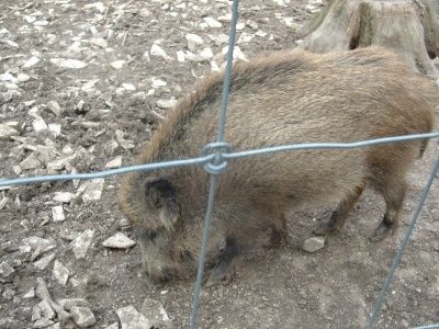 wildsau1.jpg