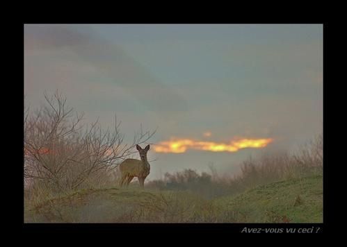rencontre inattendue