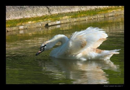 cygne2-copie-1.jpg