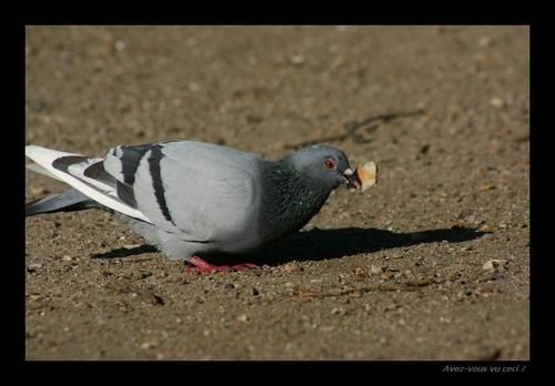pigeon.jpg
