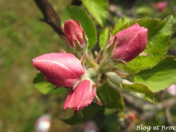 Fleurs et Cie 141